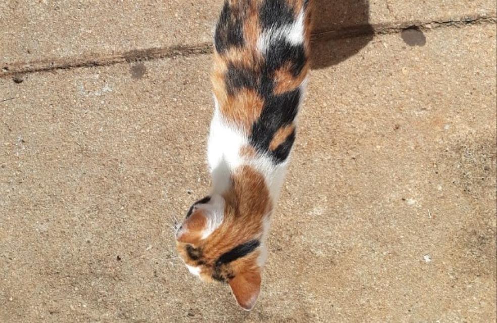 Prefeitura de Ouvidor realiza  castração de cães e gatos em situação de rua.